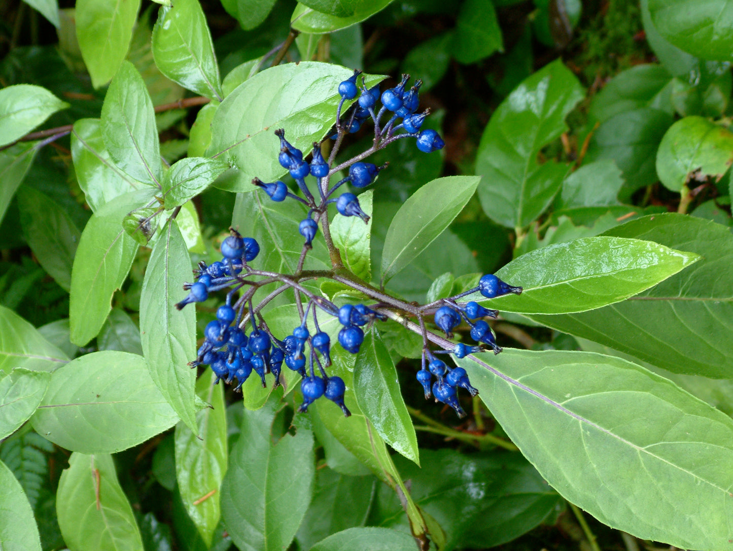 Dichroa febrifuga - dwarf form