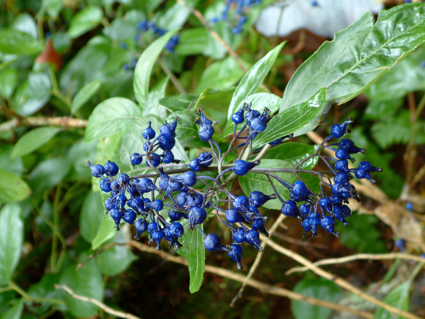 Dichroa febrifuga - dwarf form