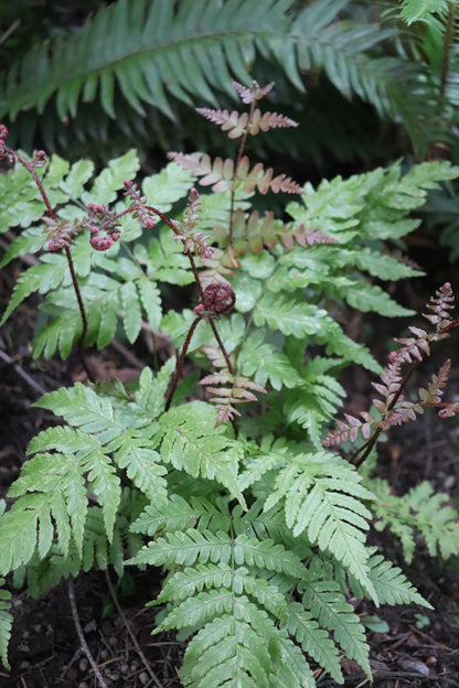 *RETAIL - Dryopteris erythrosora 'Brilliance'