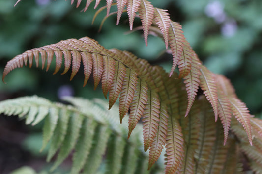 *RETAIL - Dryopteris lepidopoda