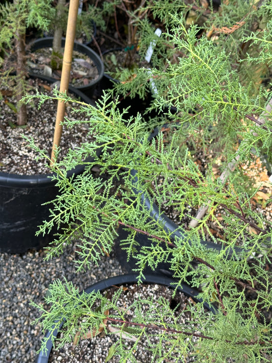 *RETAIL - Cupressus arizonica var. glabra