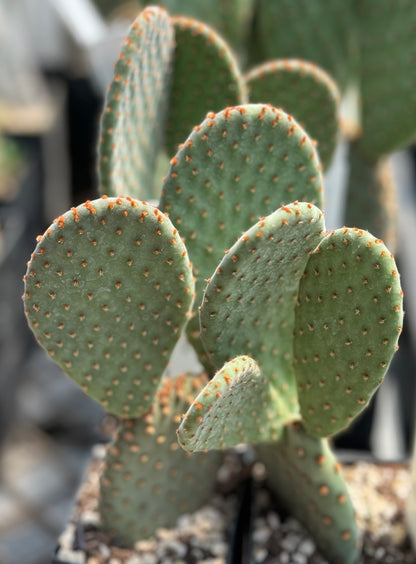 *RETAIL - Opuntia x 'Beaver Rita'