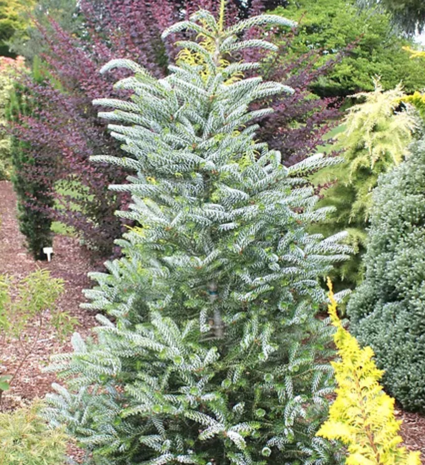 *RETAIL - Abies koreana 'Horstmann's Silberlocke'