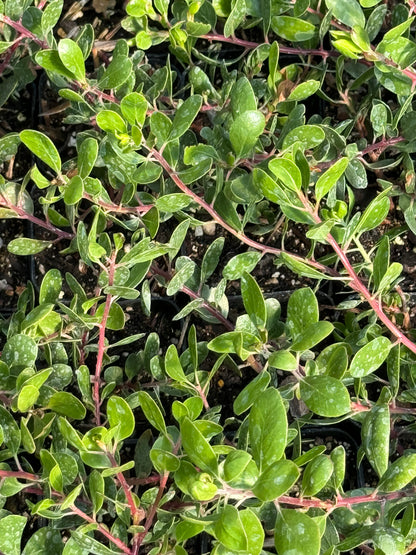 Arctostaphylos hookeri 'Wayside'