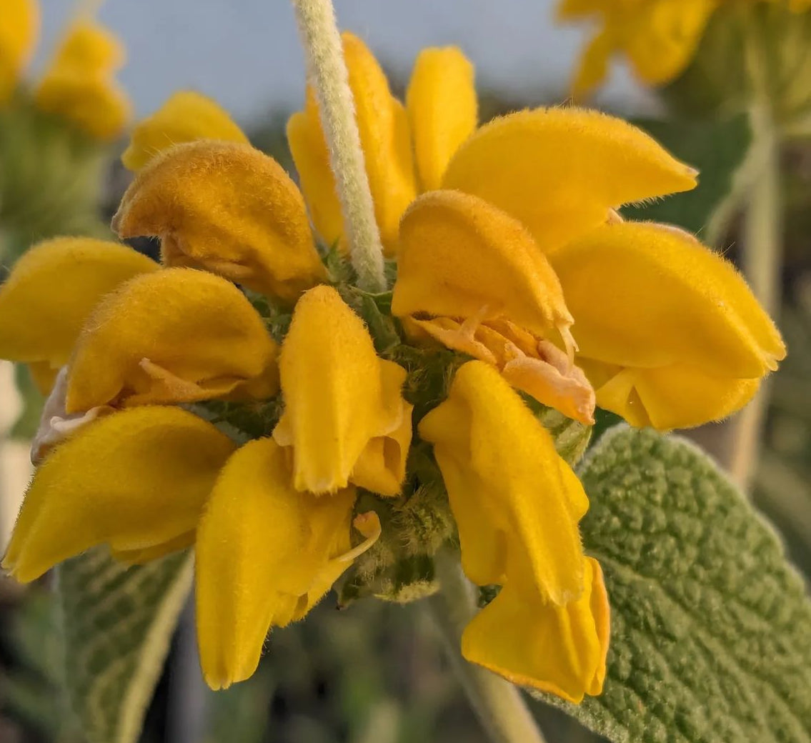 Phlomis 'Le Sud'