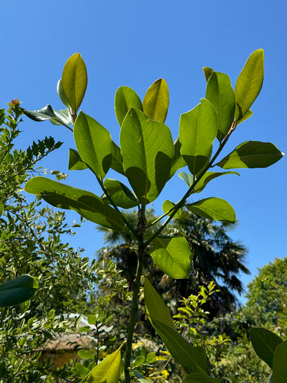 *RETAIL - Magnolia grandiflora 'Edith Bogue'