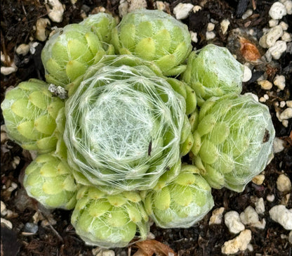 Sempervivum 'Jack Frost'