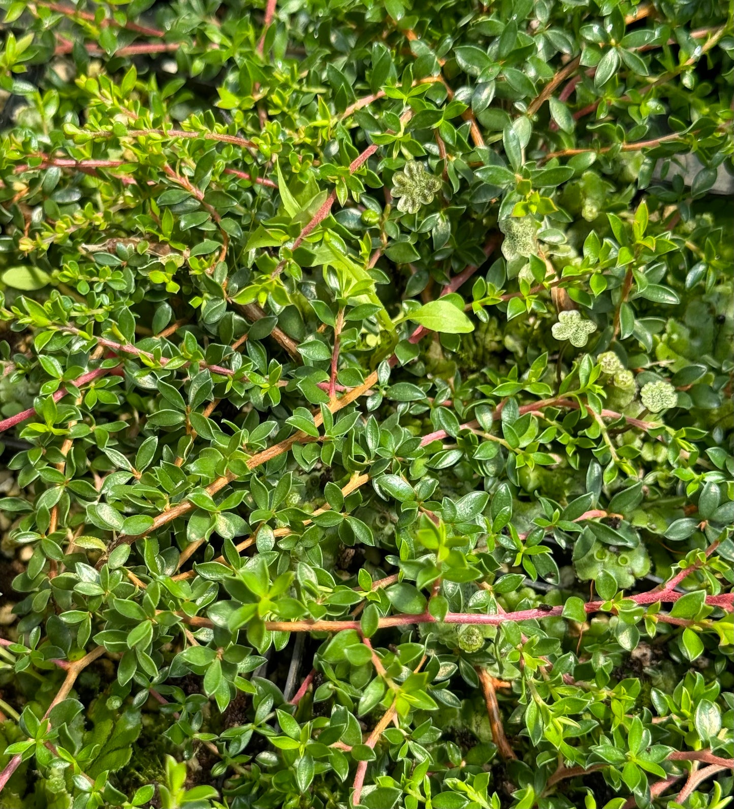 Leptospermum humifusum