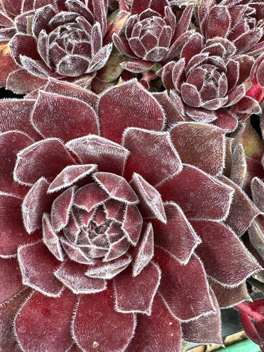 Sempervivum 'Gray Dawn'