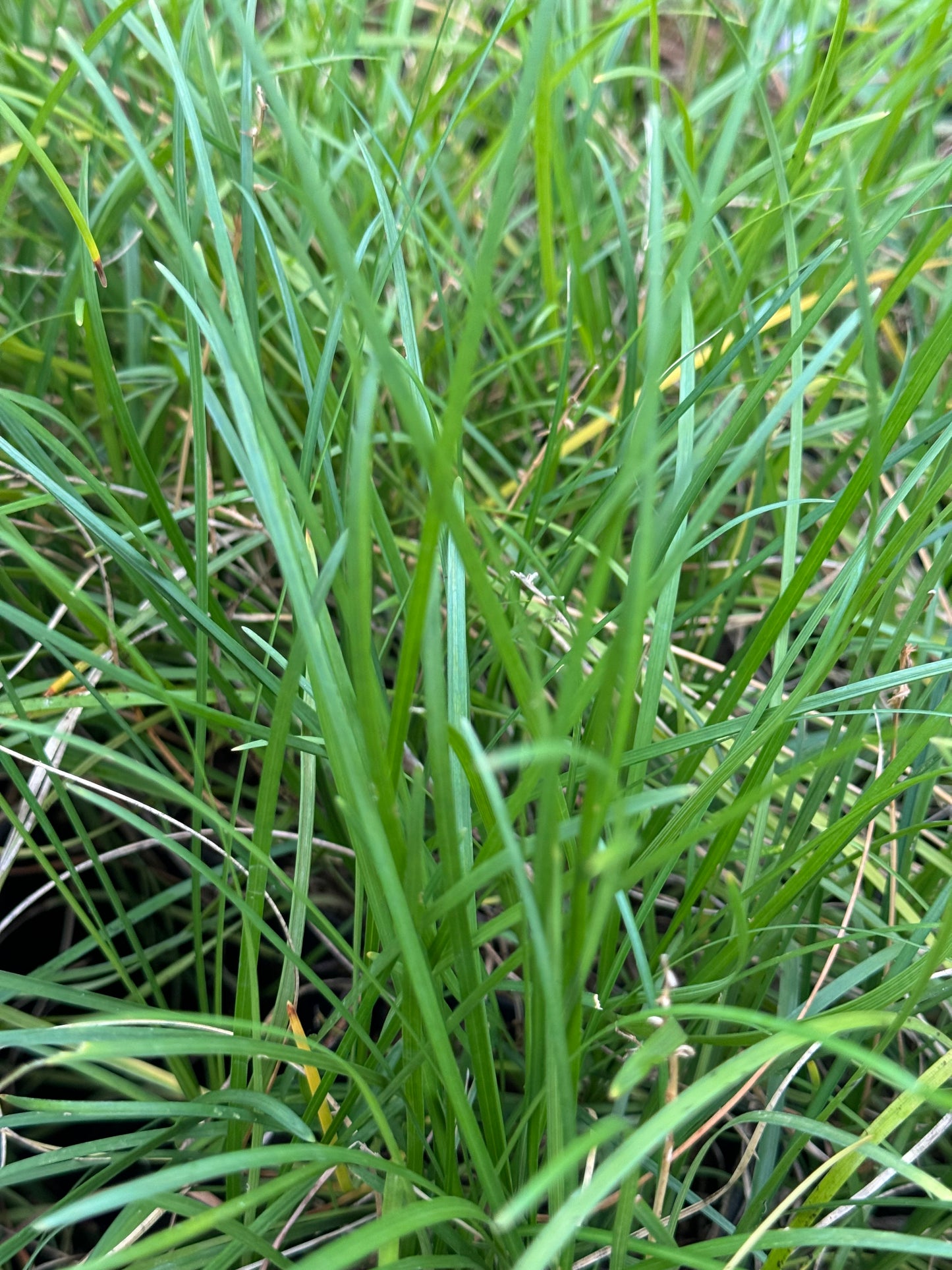 Ophiopogon formosanus