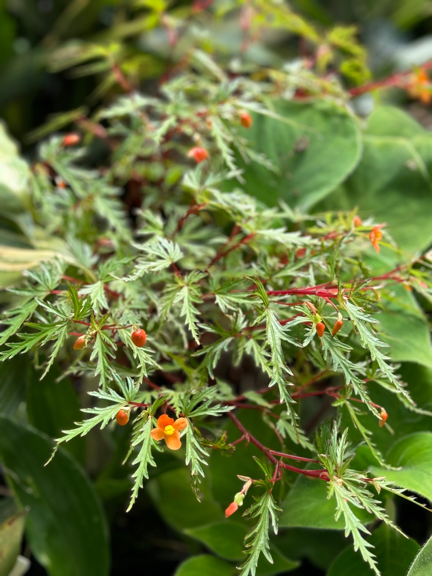 Begonia sutherlandii var. dissecta