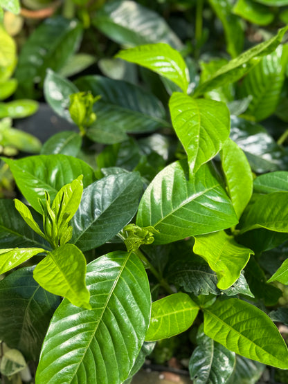 Gardenia jasminoides 'Summer Snow'