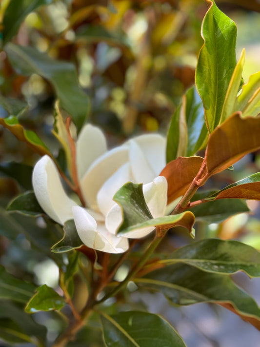 *RETAIL - Magnolia grandiflora 'Kay Parris'