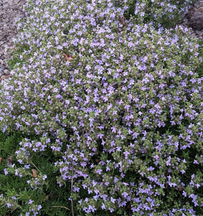*RETAIL - Thymus caespititius 'Tuffet'