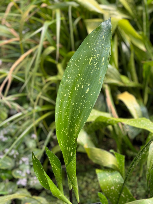 *RETAIL - Aspidistra 'Spek-tacular'