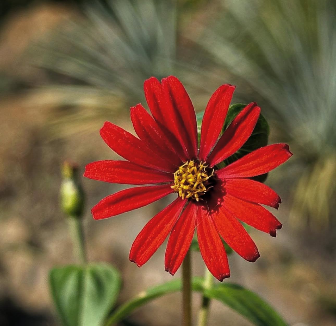 *RETAIL - Zinnia peruviana