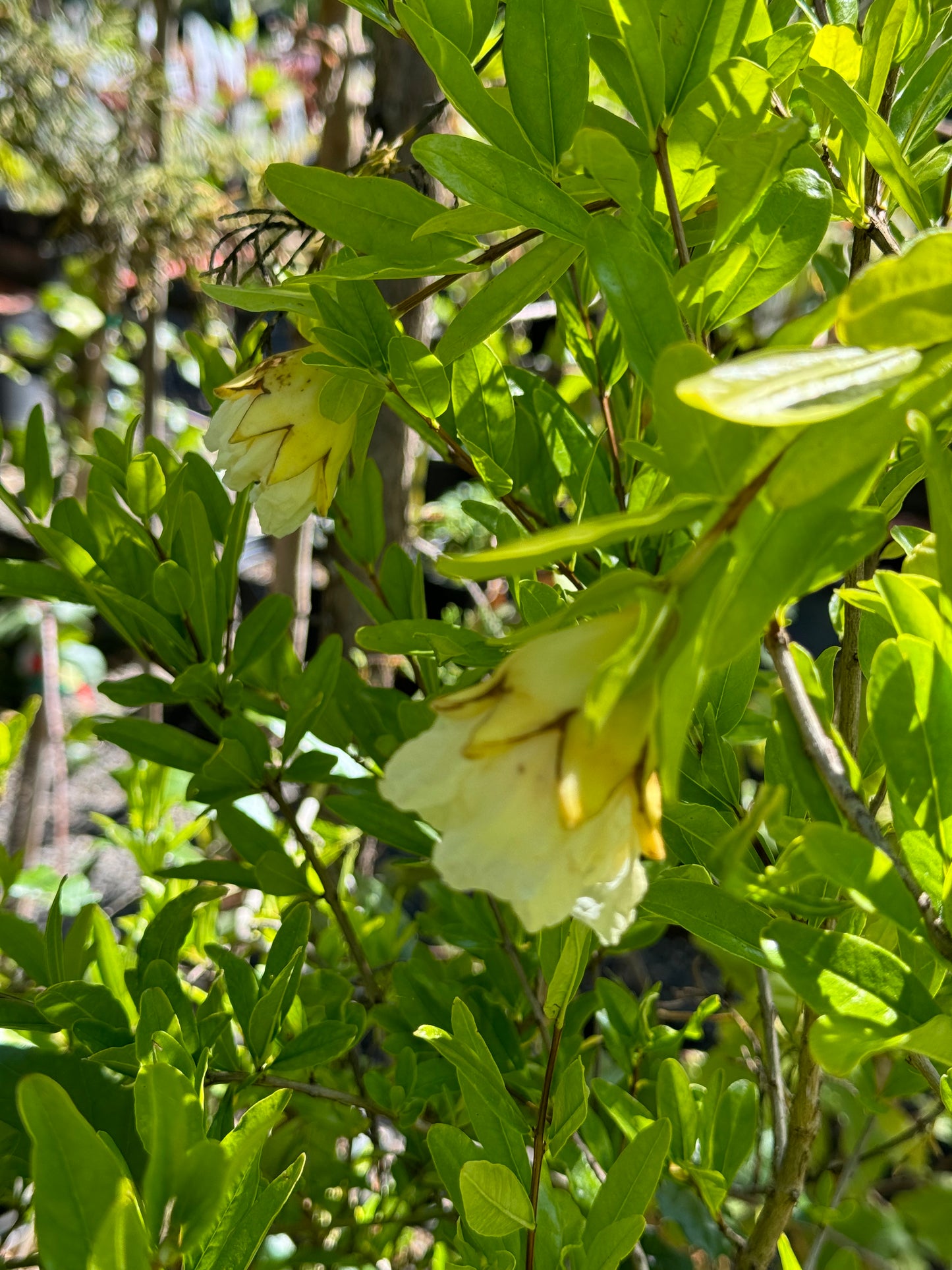 *RETAIL - Punica granatum 'Alba Plena'