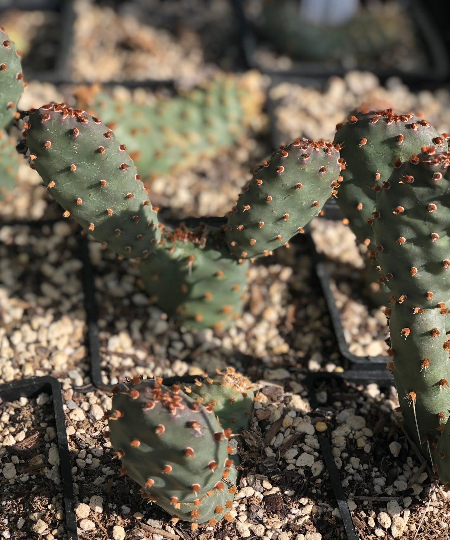*RETAIL - Opuntia x 'Upright Oblong'