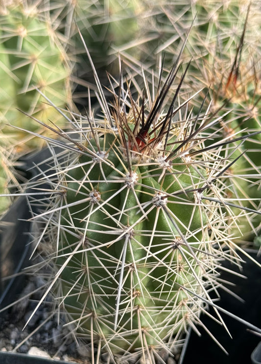 Echinocereus coccineus