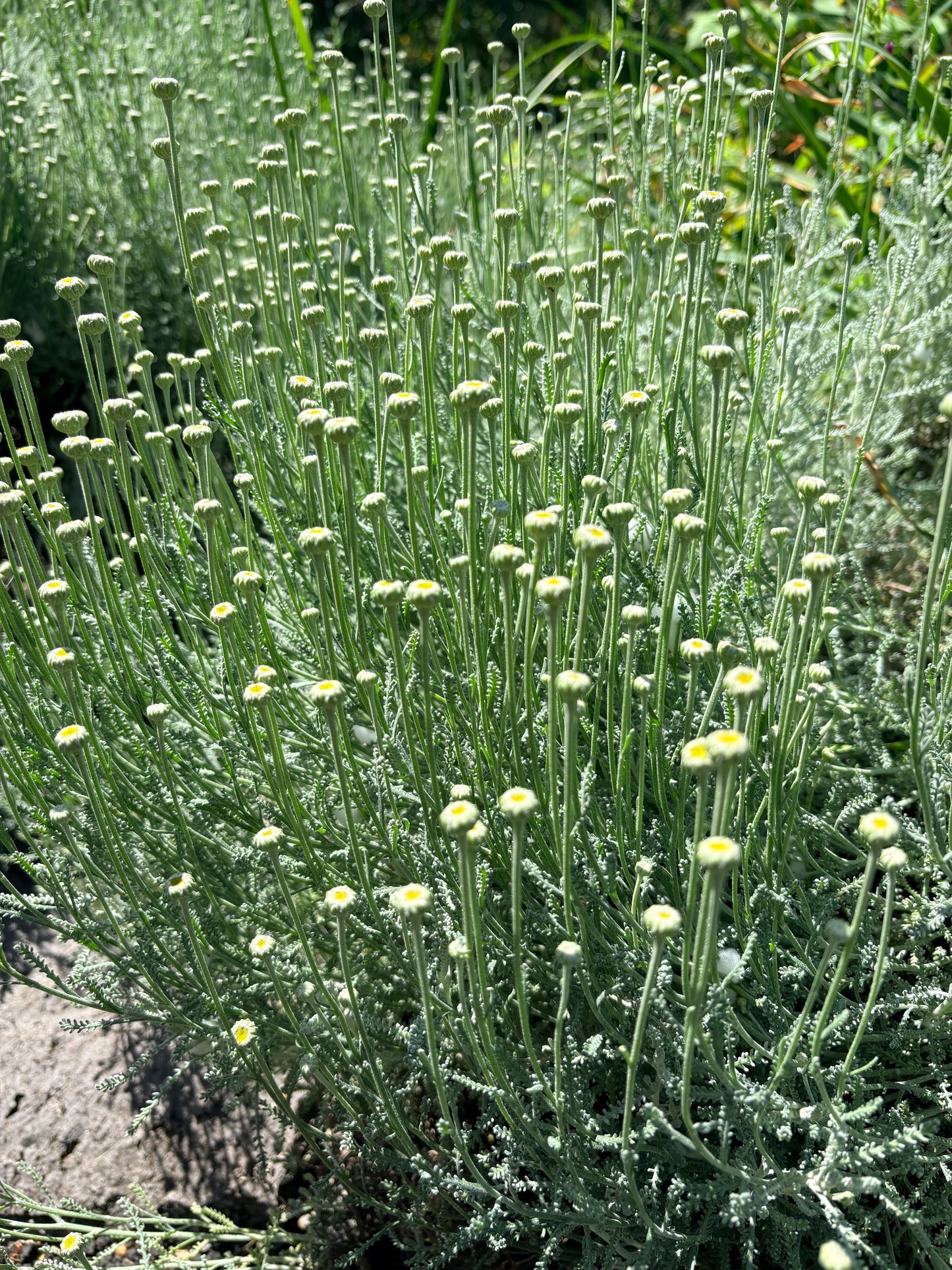 *RETAIL - Santolina chamaecyparissus 'Pretty Carroll'
