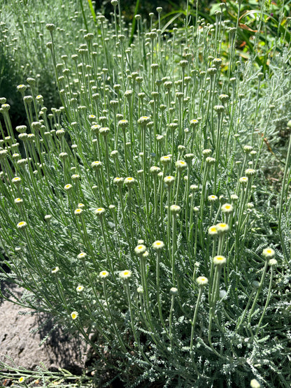 *RETAIL - Santolina chamaecyparissus 'Pretty Carroll'