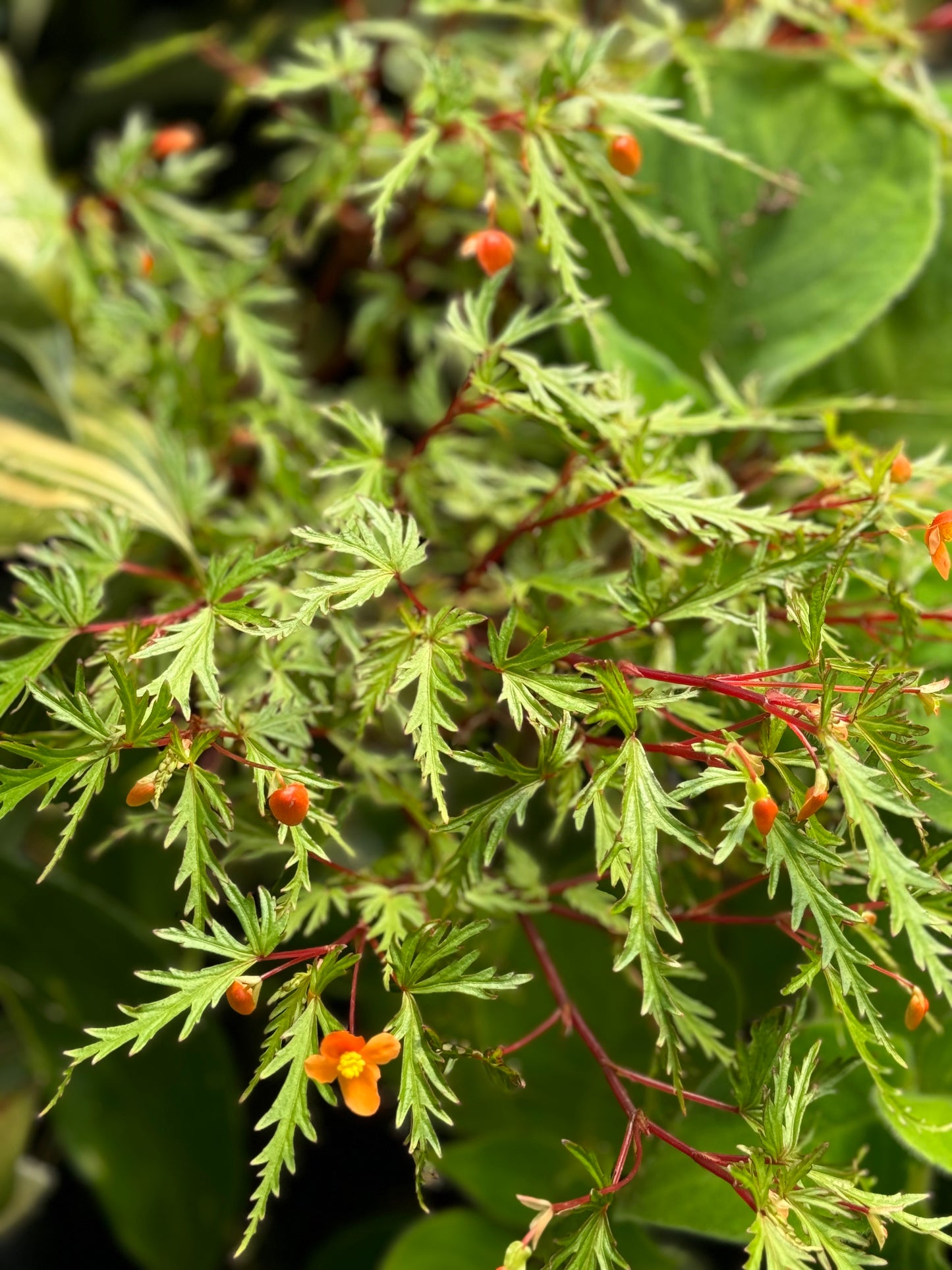 Begonia sutherlandii var. dissecta