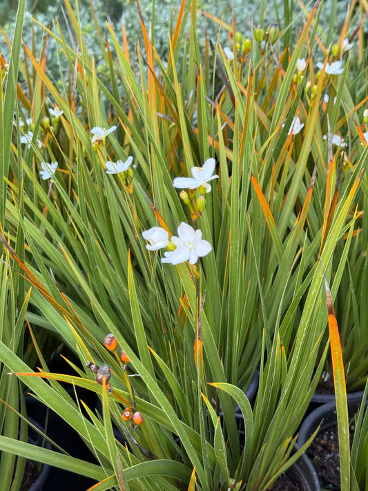 *RETAIL - Libertia ixioides