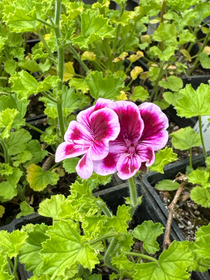 *RETAIL - Pelargonium 'Veronica Contreras'