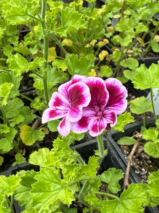 Pelargonium 'Veronica Contreras'