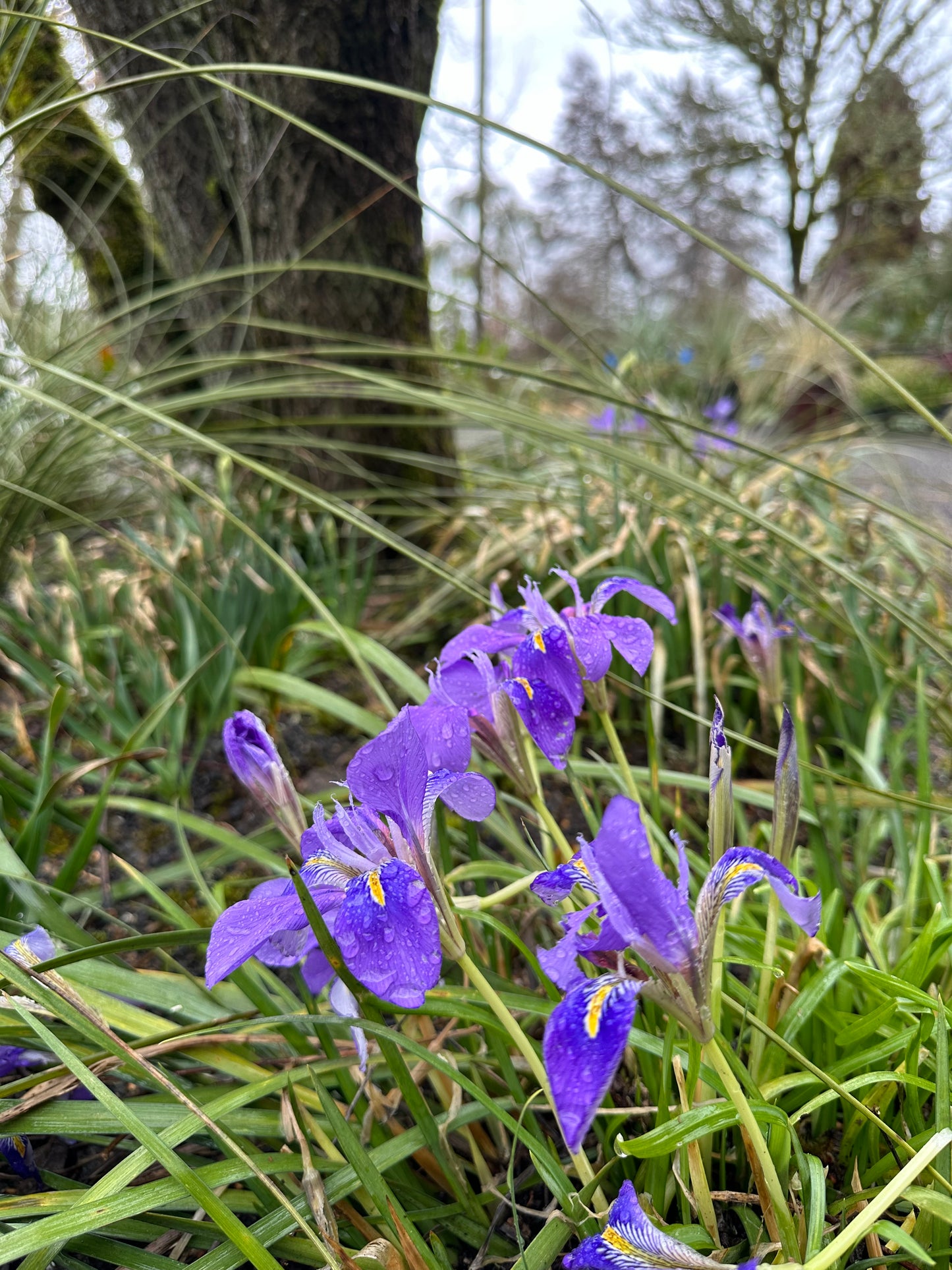 *RETAIL - Iris ungulcularis