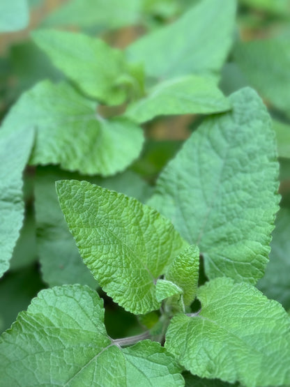 Salvia darcyi