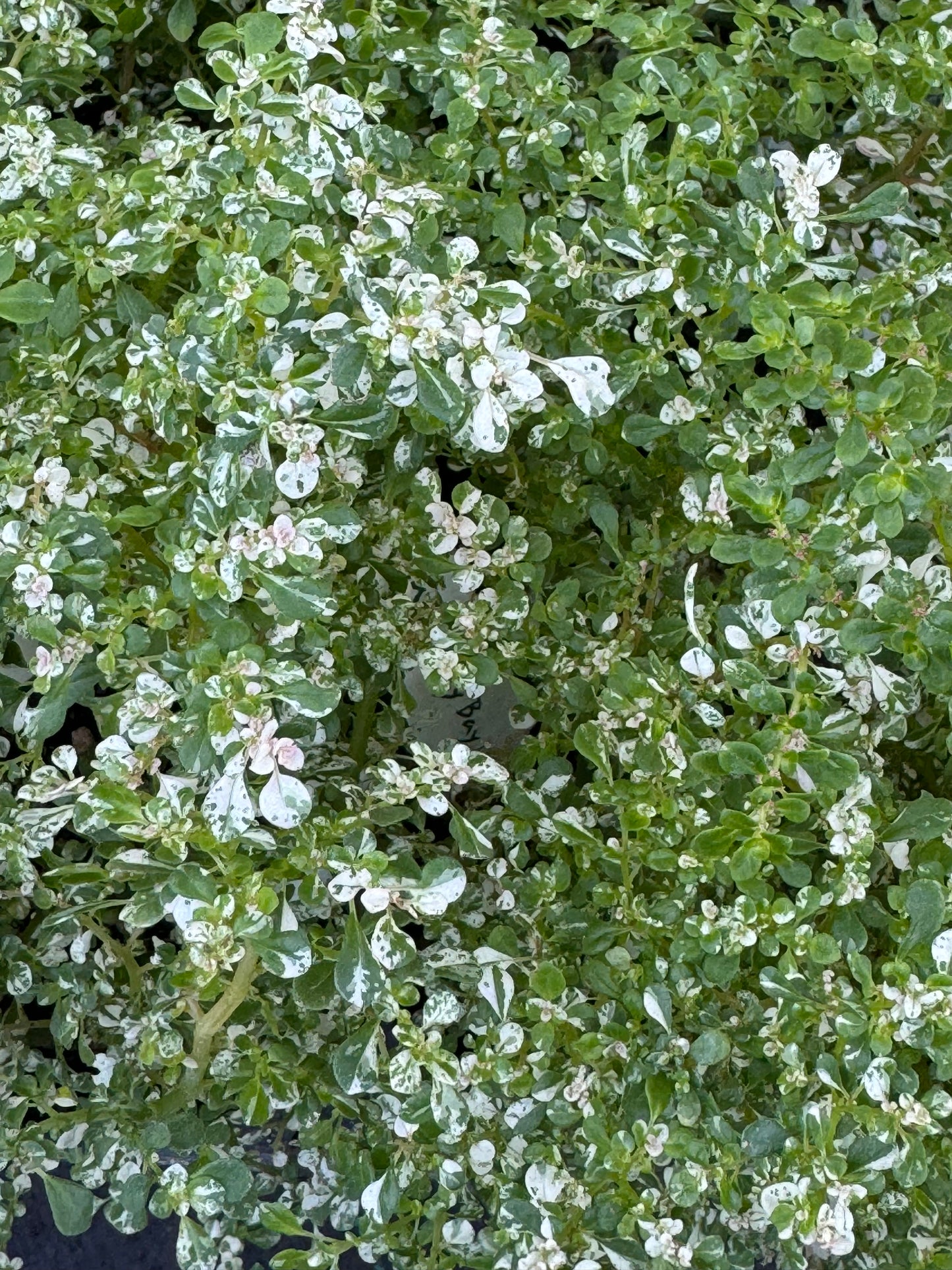 *RETAIL - Pilea microphylla 'Variegata'