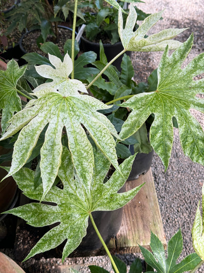 *RETAIL - Fatsia japonica ‘Tsumugi Shibori’