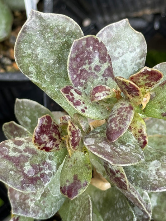 *RETAIL - Adromischus rupicola