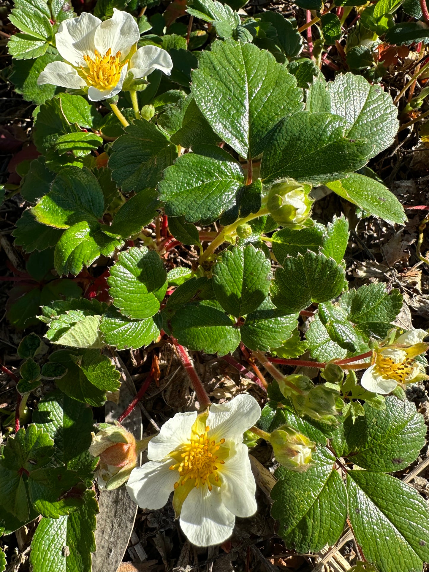 *RETAIL - Fragaria chiloensis ‘Aulon’