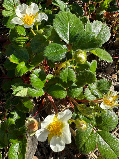 *RETAIL - Fragaria chiloensis ‘Aulon’