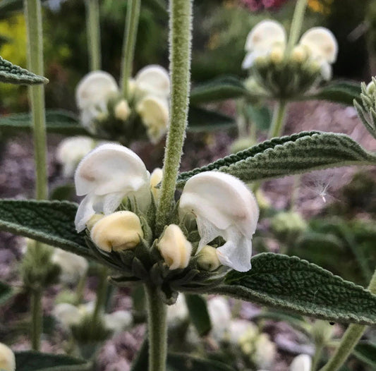 *RETAIL - Phlomis purpurea - white form