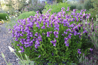 *RETAIL - Penstemon cardwellii