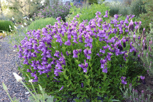*RETAIL - Penstemon cardwellii
