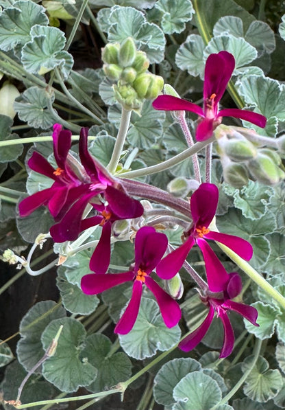 *RETAIL - Pelargonium sidoides