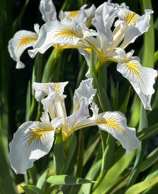 Iris douglasiana x innominata [Hunter Creek]