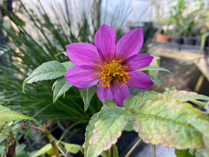 Dahlia merckii