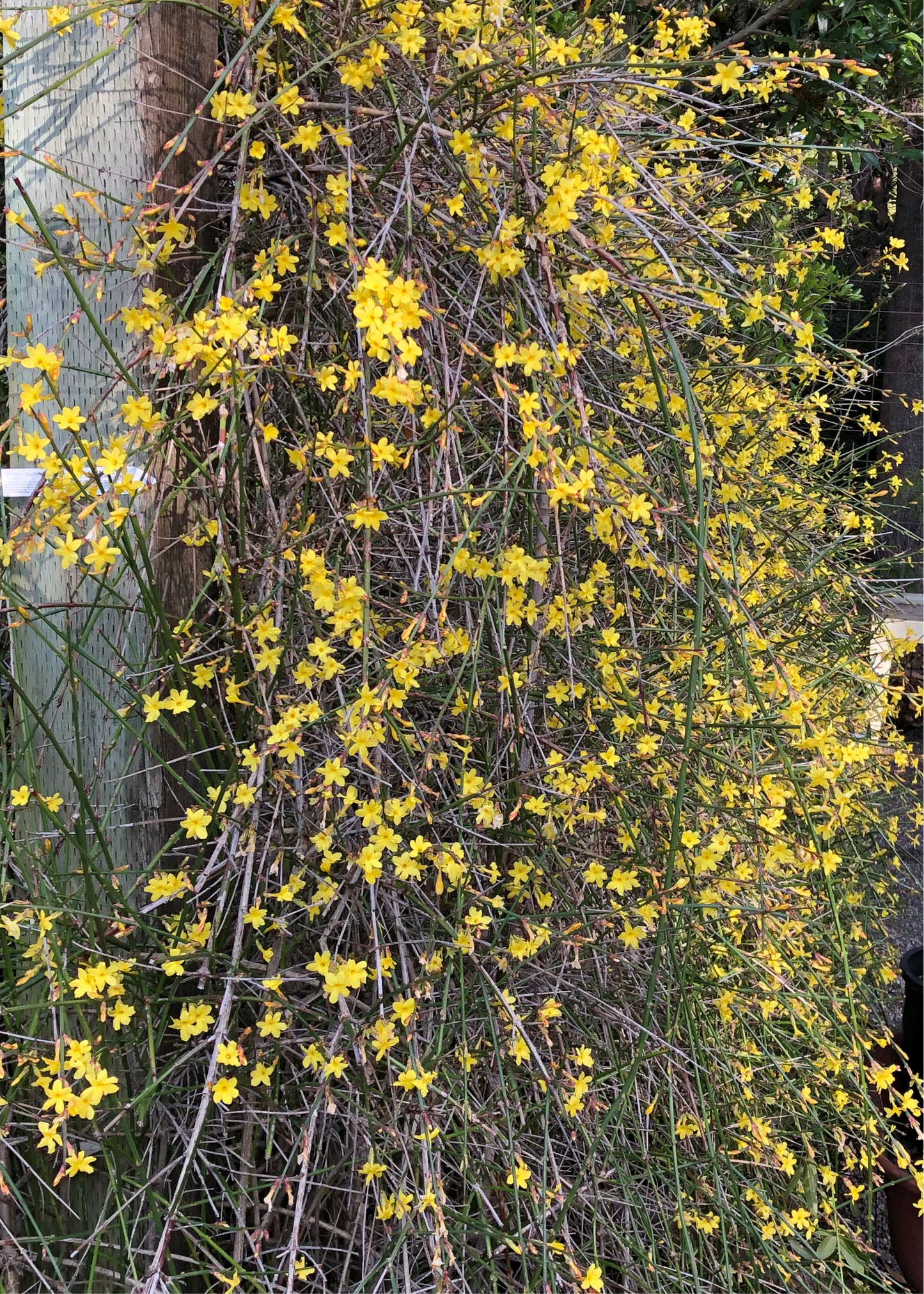 Jasminum nudiflorum