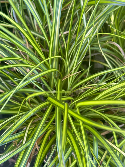 *RETAIL - Carex oshimensis 'Eversheen'