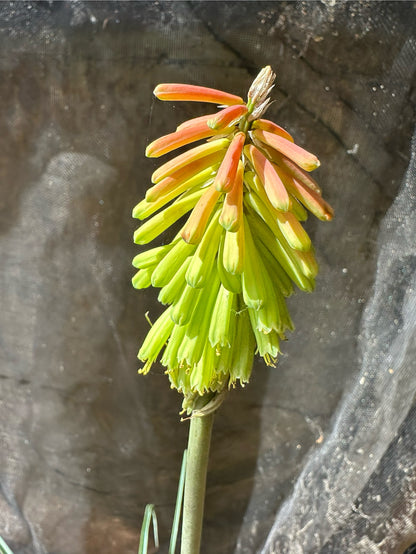 Kniphofia hirsuta