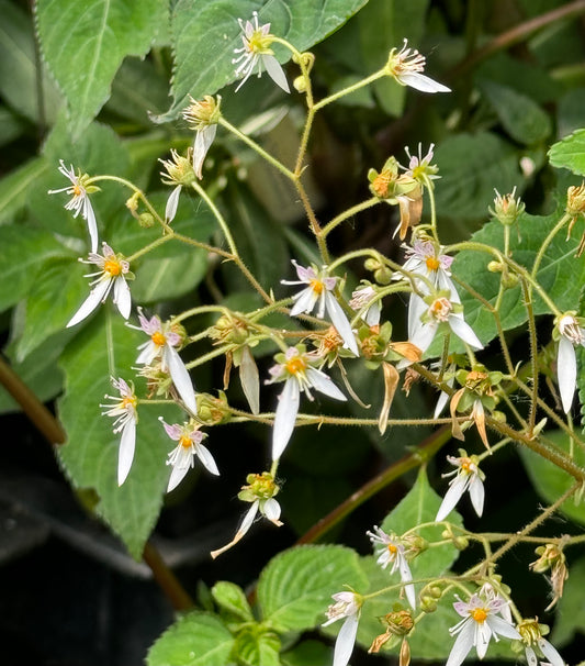 Saxifraga veitchiana