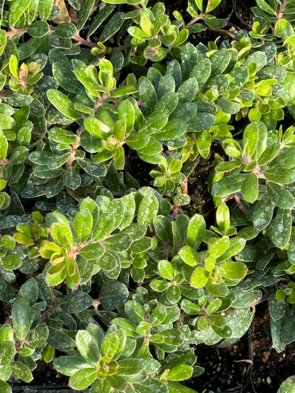 carmel succulents Arctostaphylos edmundsii 'Carmel Sur' – Cistus Nursery
