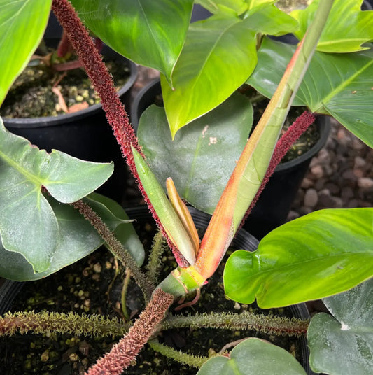 *RETAIL - Philodendron squamiferum