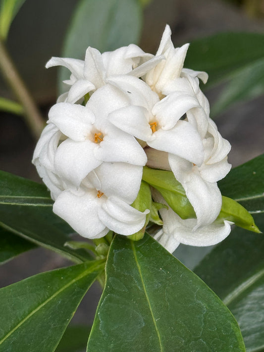 *RETAIL - Daphne 'Perfume Princess White' TM