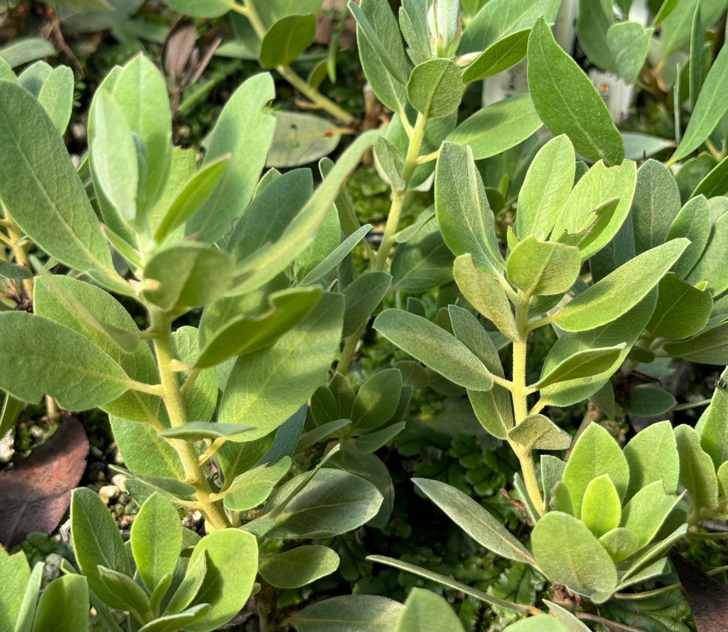 Arctostaphylos manzanita 'Blue Tip' (Thick Leaf)